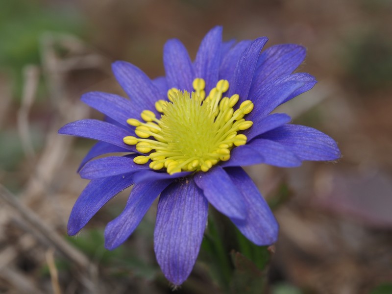 Carolina Anemone photo 2