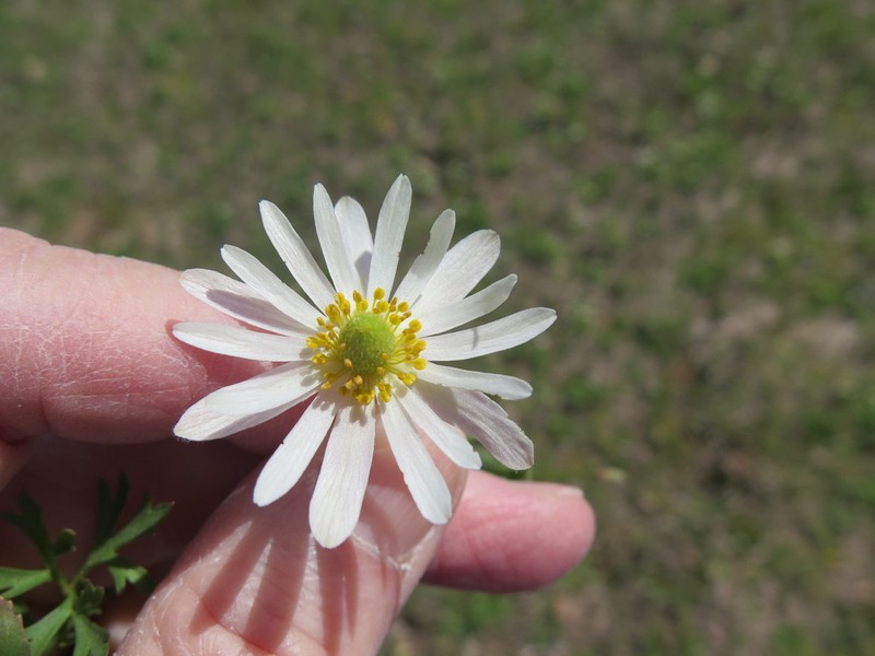 Carolina Anemone photo 3