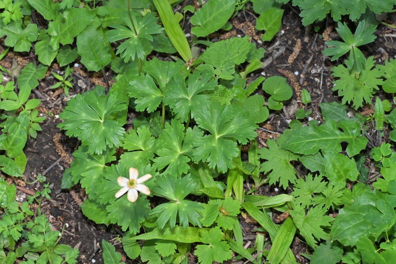 Anemone cathayensis