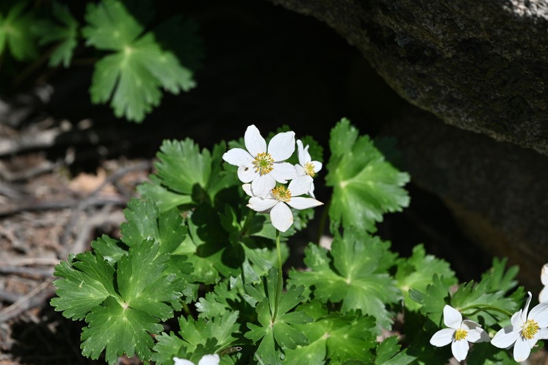 Anemone cathayensis photo 2
