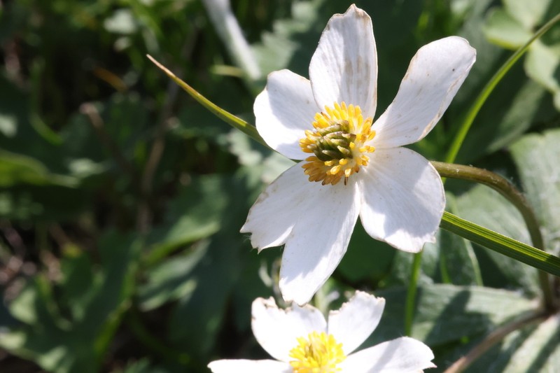 Anemone cathayensis photo 3