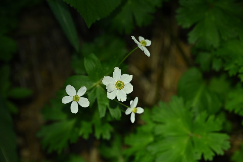 Anemone cathayensis photo 4