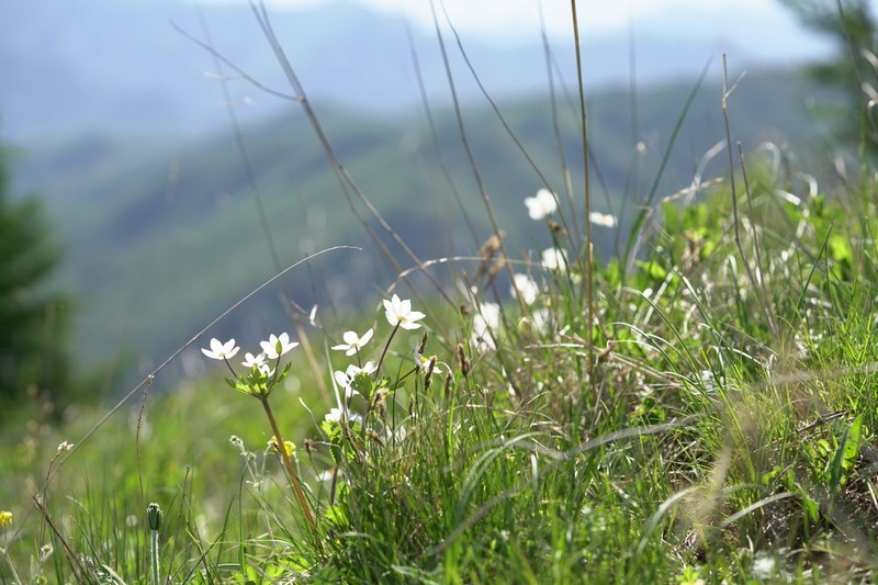 Anemone cathayensis photo 5