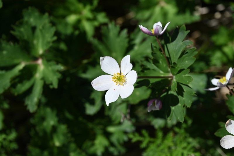 Anemone cathayensis photo 6