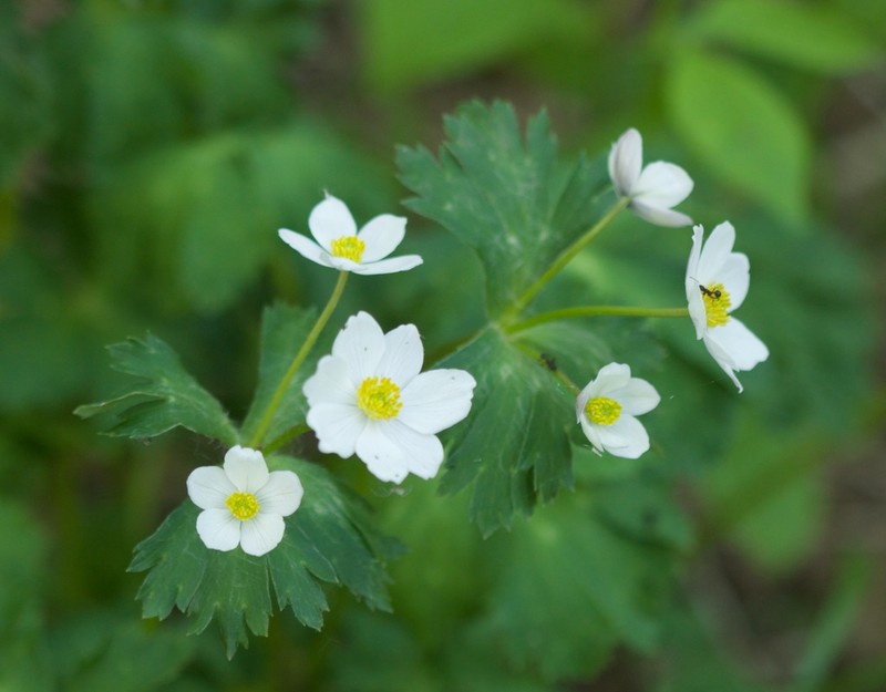 Anemone cathayensis photo 7
