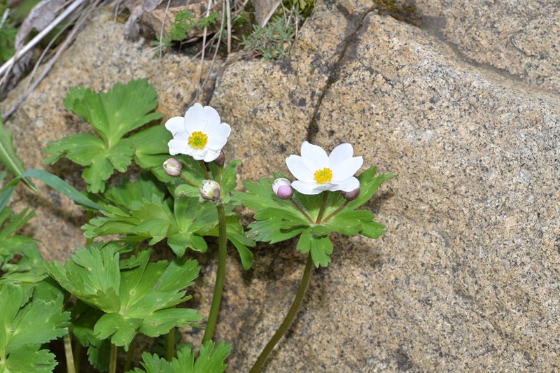 Anemone cathayensis photo 8