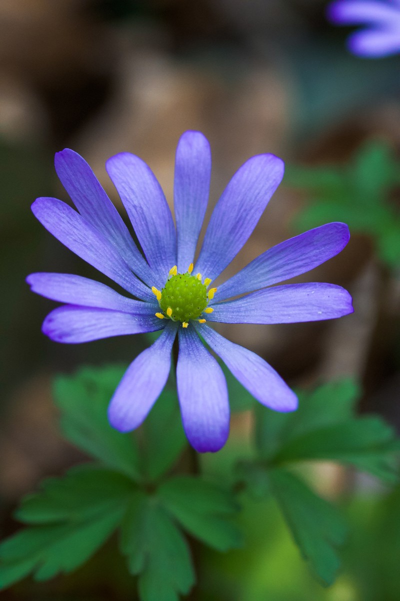 Anemone caucasica photo 2