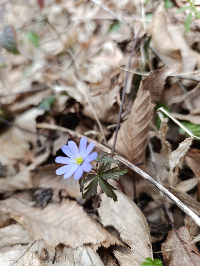 Anemone caucasica photo 3
