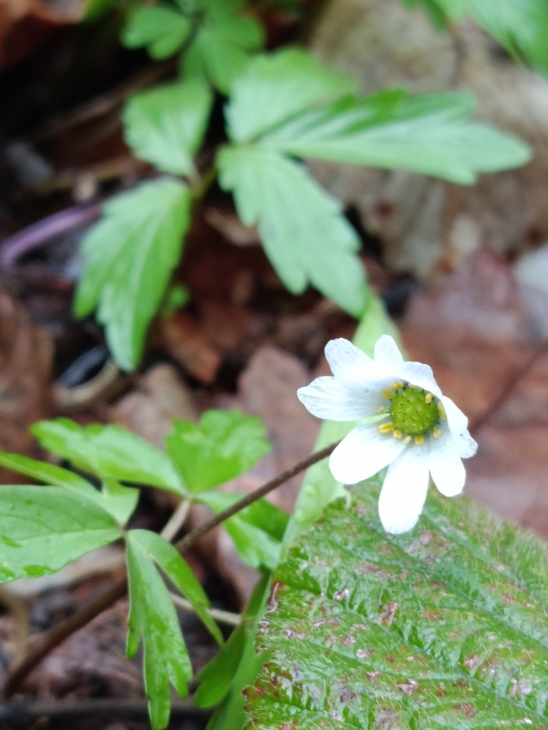 Anemone caucasica photo 4