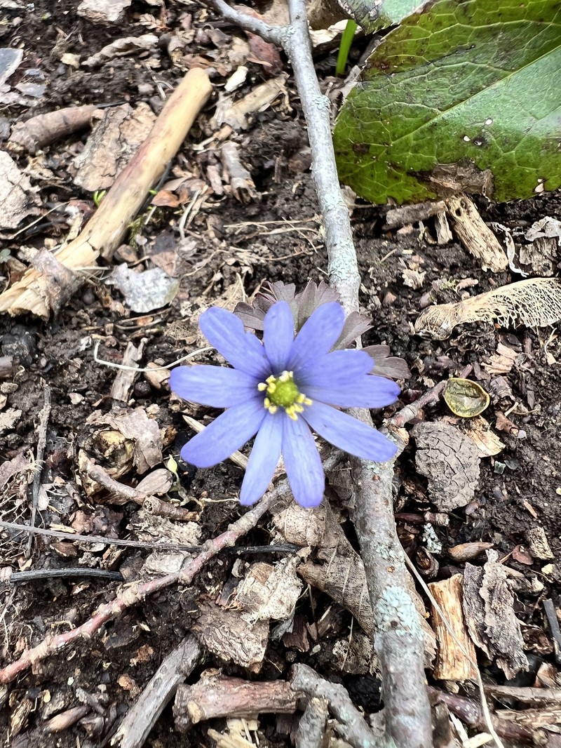 Anemone caucasica photo 5