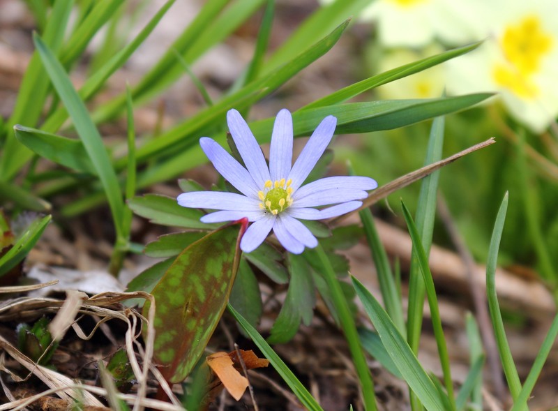 Anemone caucasica