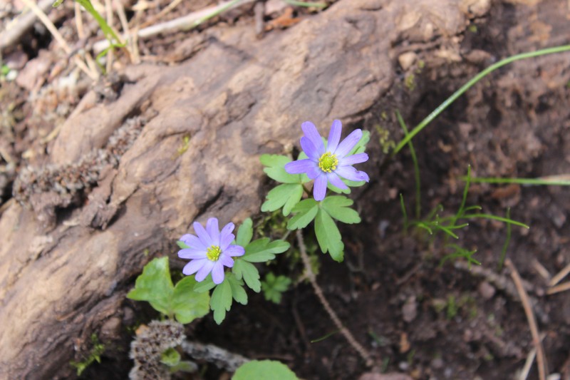 Anemone caucasica photo 6