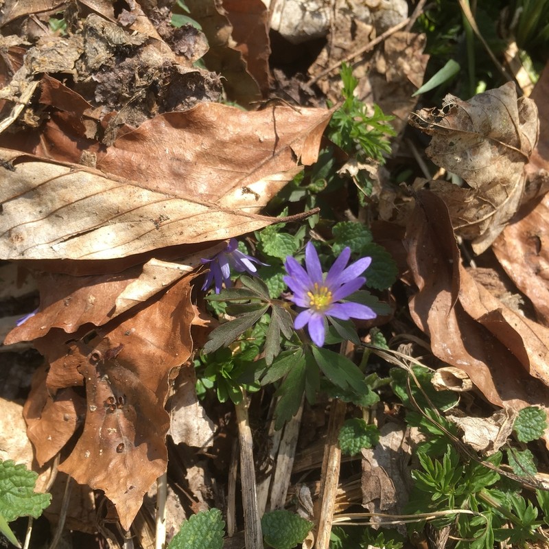Anemone caucasica