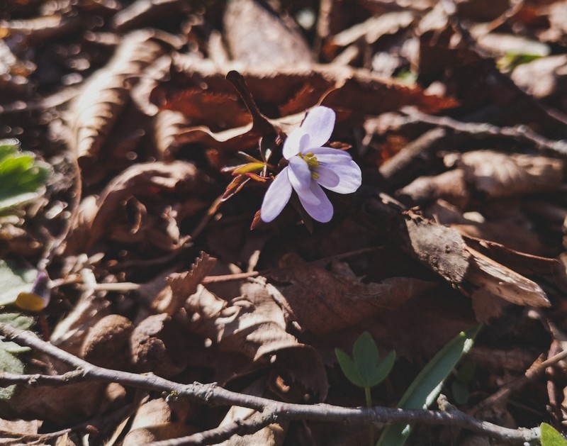 Anemone caucasica photo 2