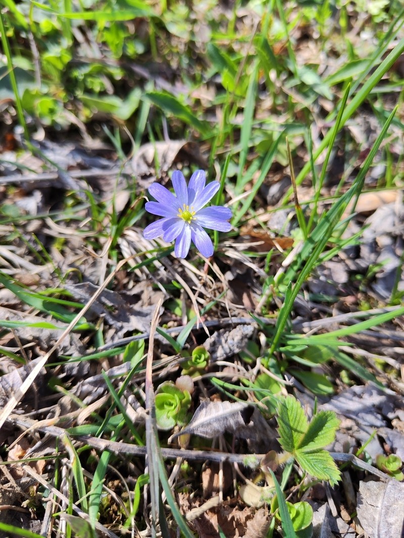 Anemone caucasica photo 3