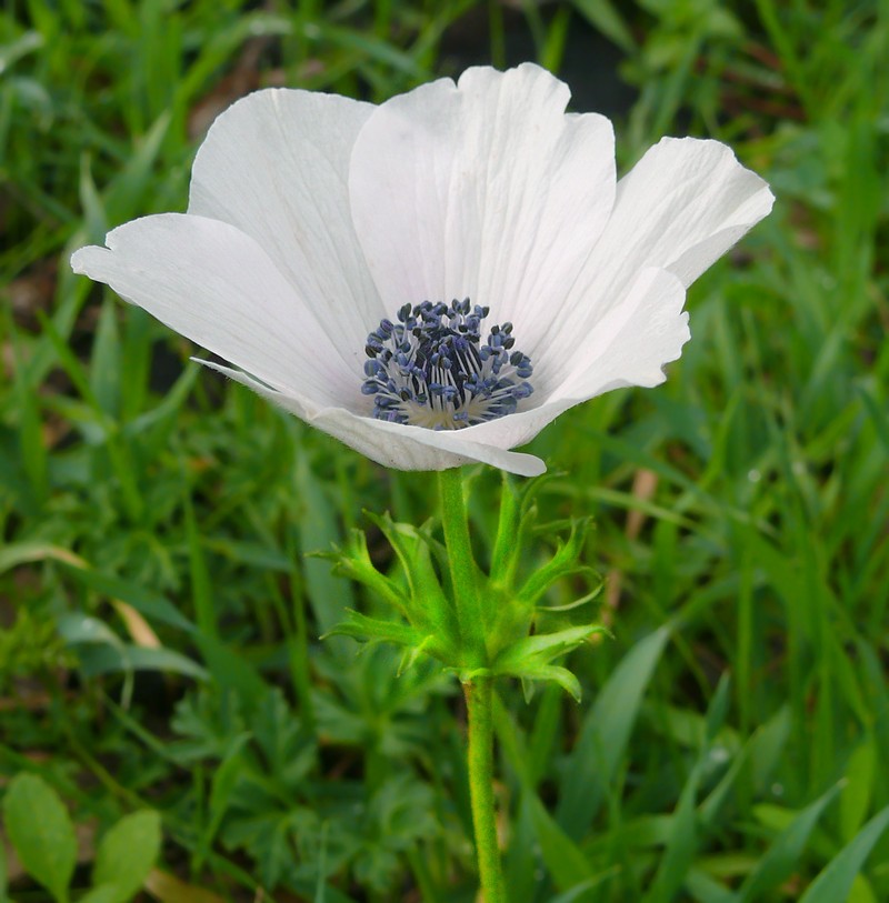 Lilies-Of-The-Field photo 6
