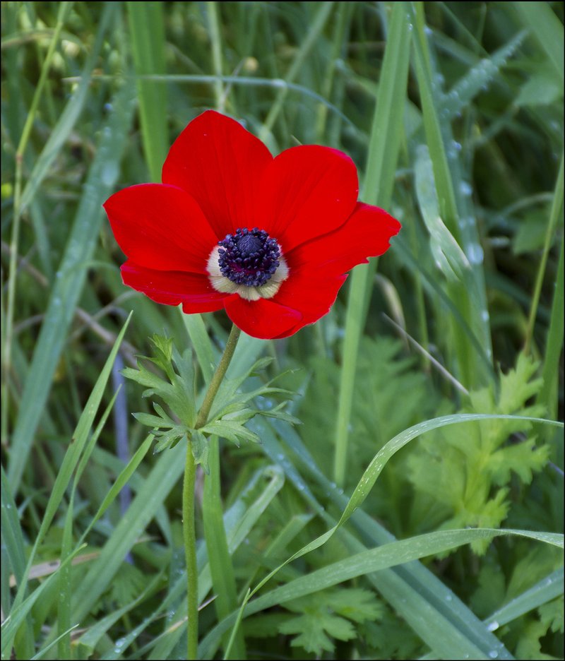 Lilies-Of-The-Field