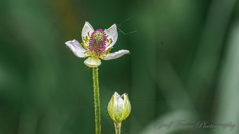 Candle Anemone photo 2