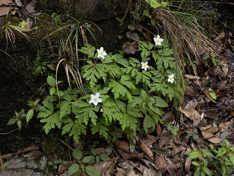 Anemone davidii photo 3