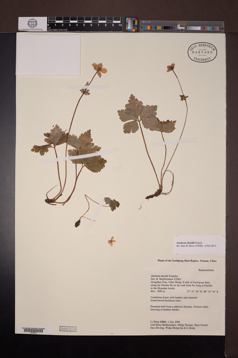 Anemone davidii photo 4