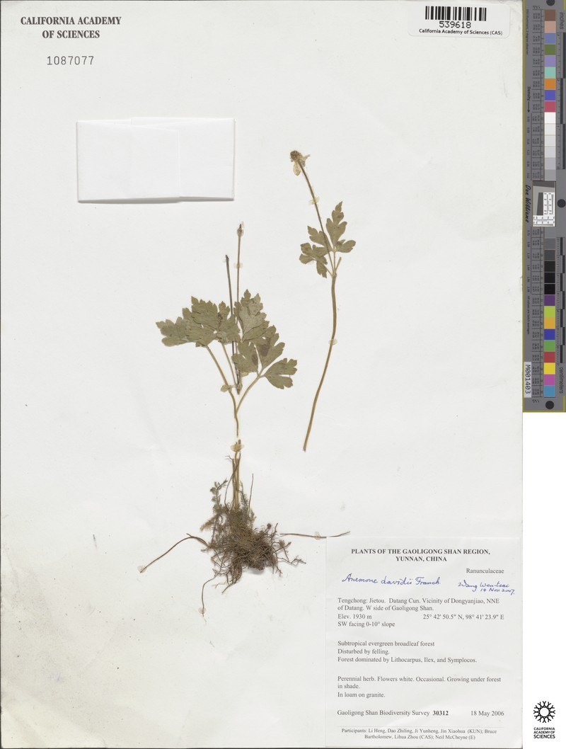 Anemone davidii