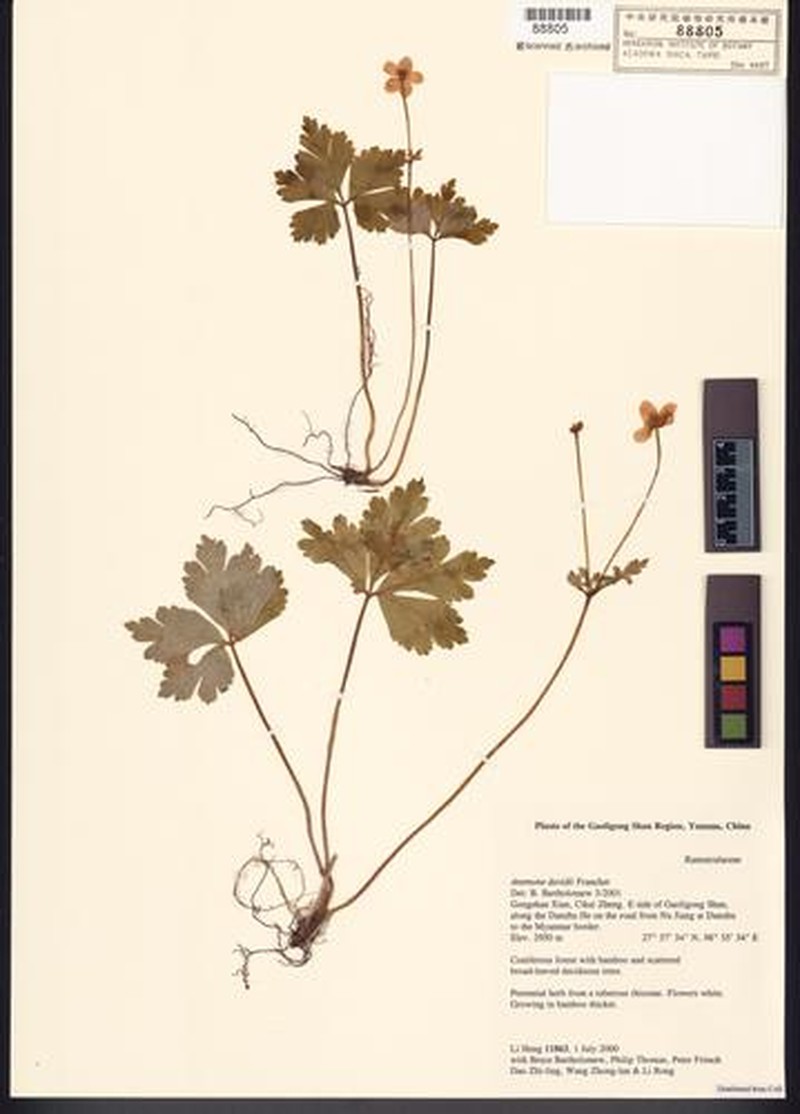 Anemone davidii photo 2