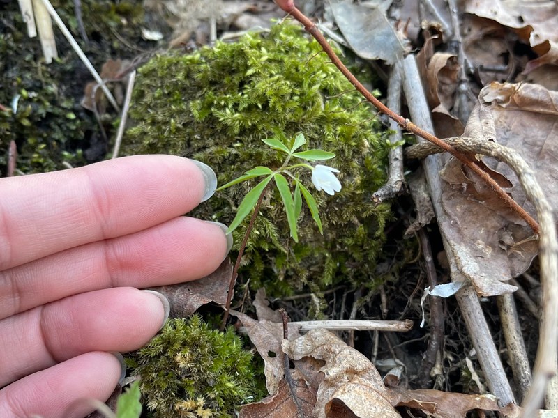 Anemone debilis photo 2