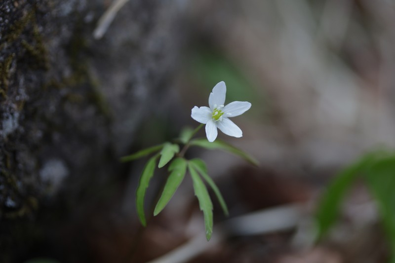 Anemone debilis photo 3