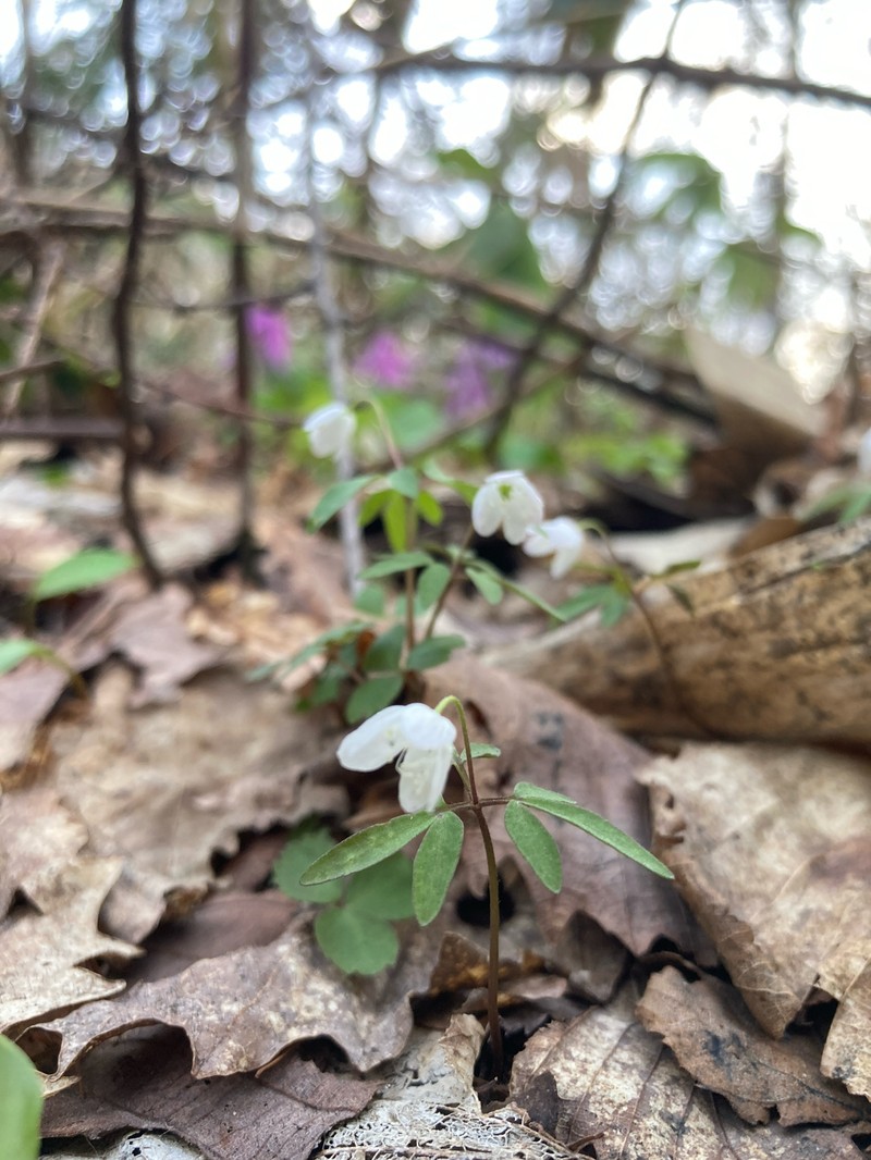 Anemone debilis photo 4