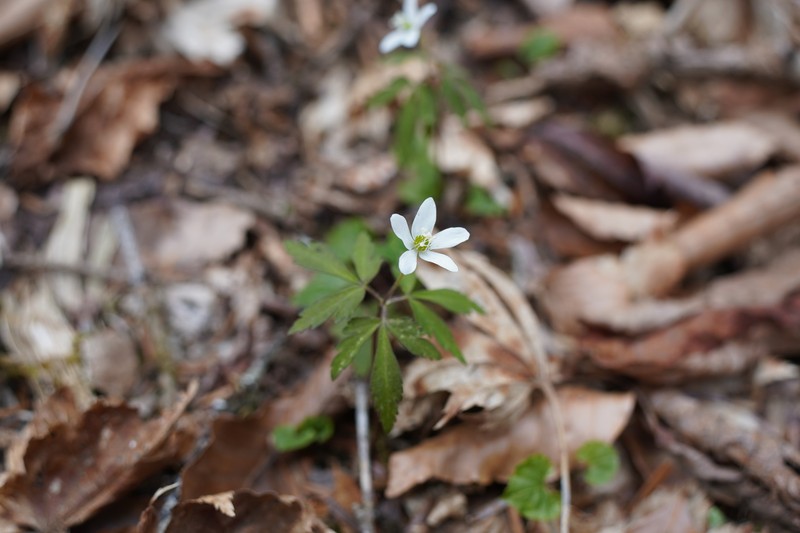 Anemone debilis photo 5
