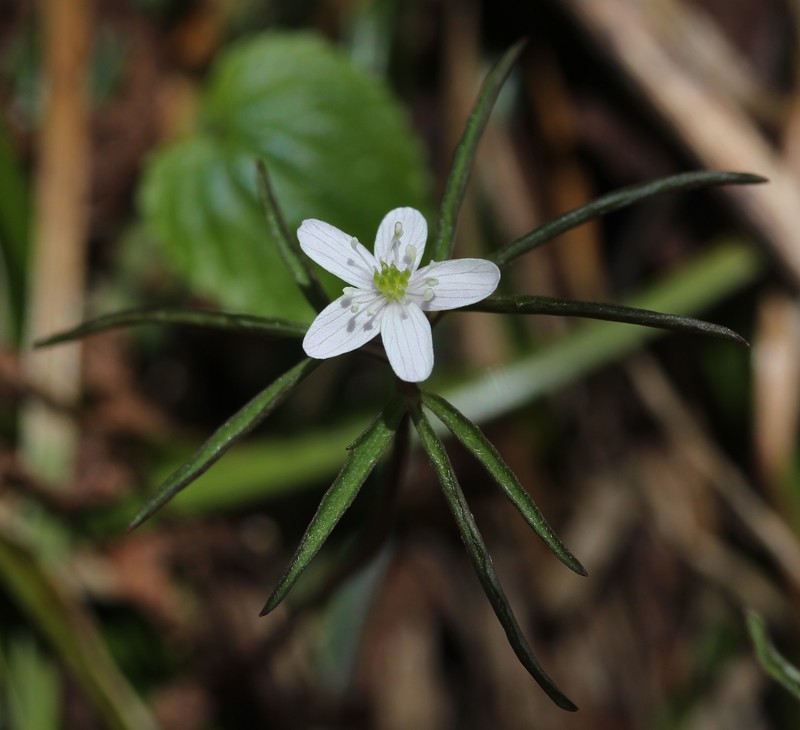 Anemone debilis