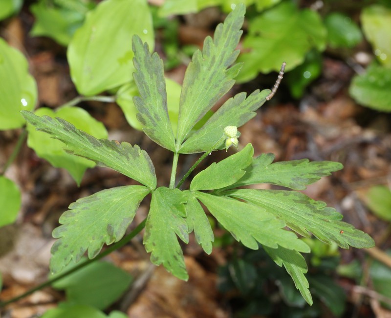 Anemone debilis photo 6