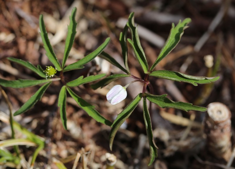 Anemone debilis photo 7