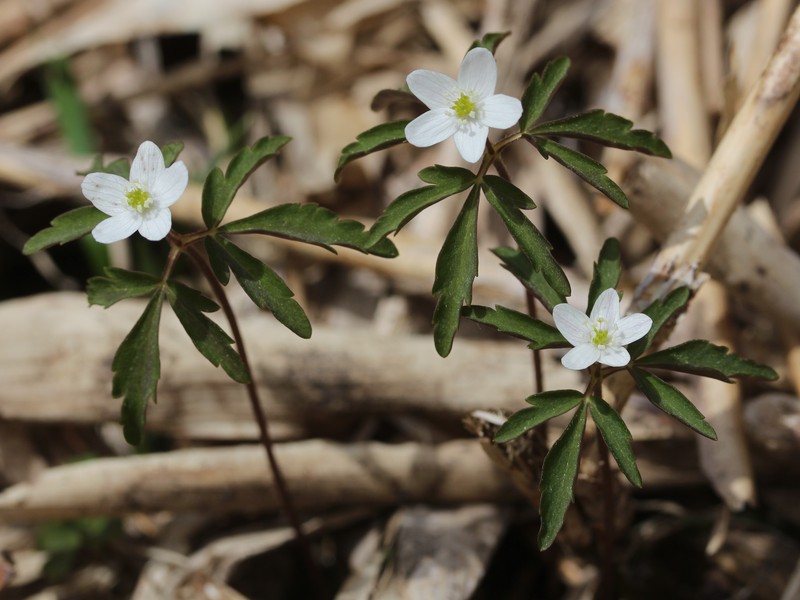 Anemone debilis photo 8
