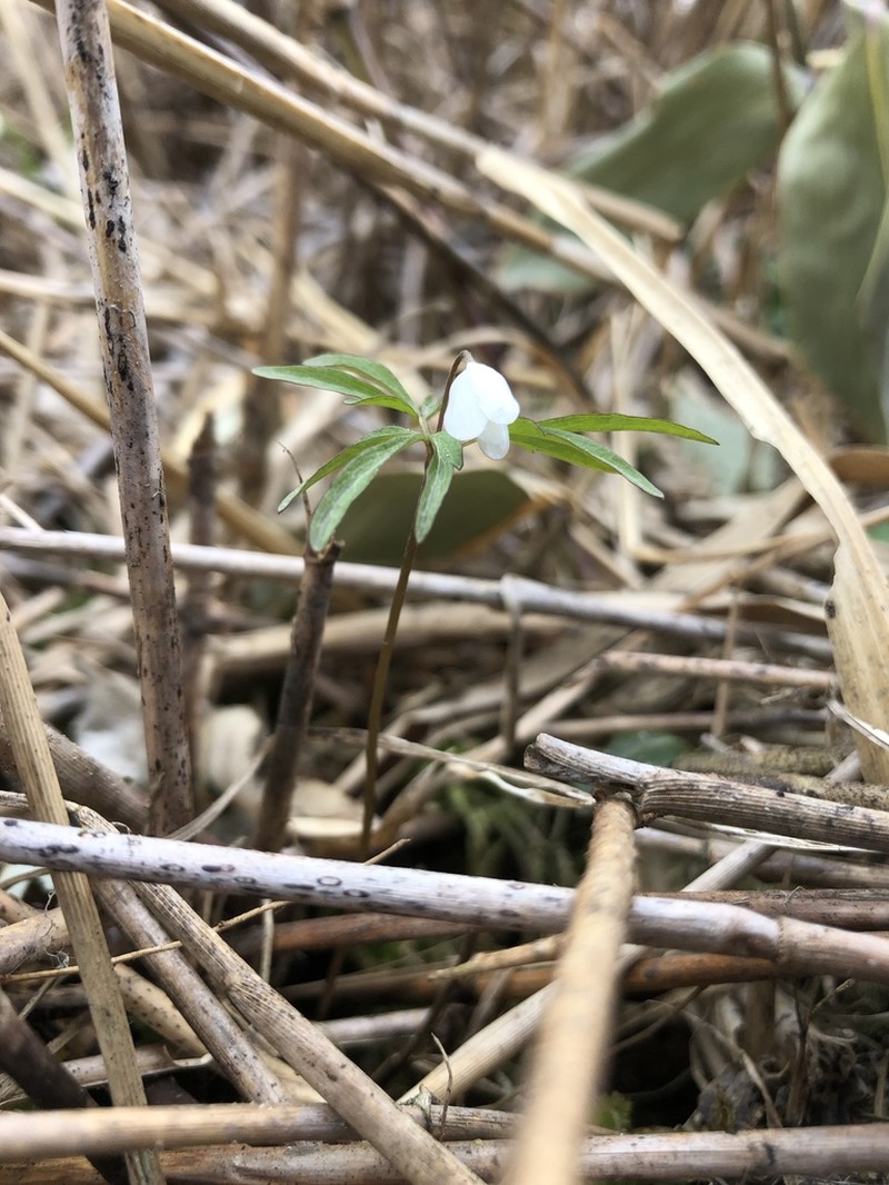 Anemone debilis