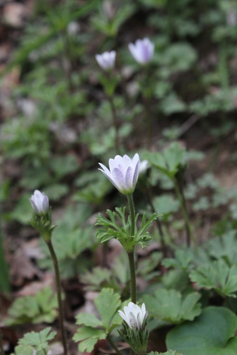 Anemone decapetala photo 2