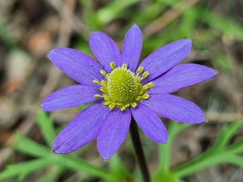 Anemone decapetala photo 3