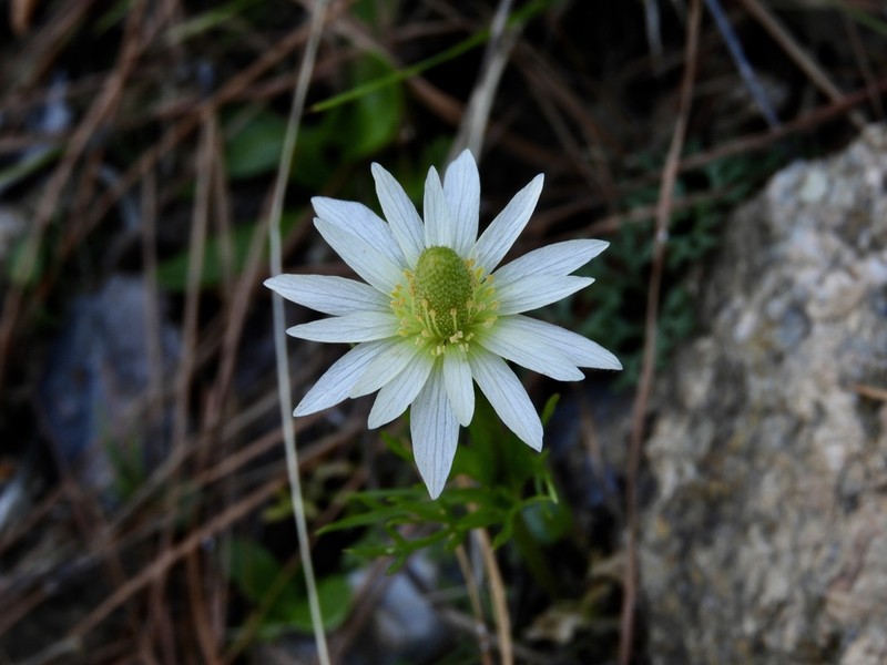 Anemone decapetala photo 4