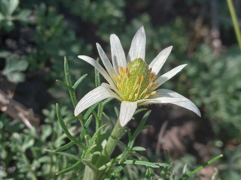 Anemone decapetala photo 5