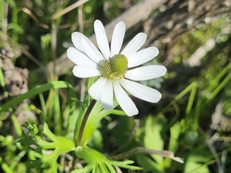 Anemone decapetala photo 6
