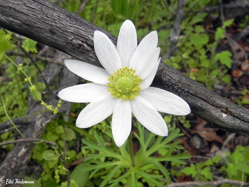 Anemone decapetala photo 7