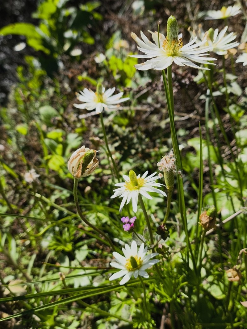 Anemone decapetala photo 8