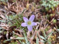 Anemone decapetala