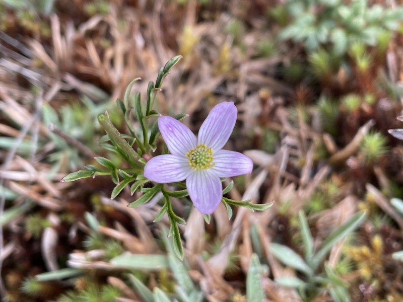 Anemone decapetala