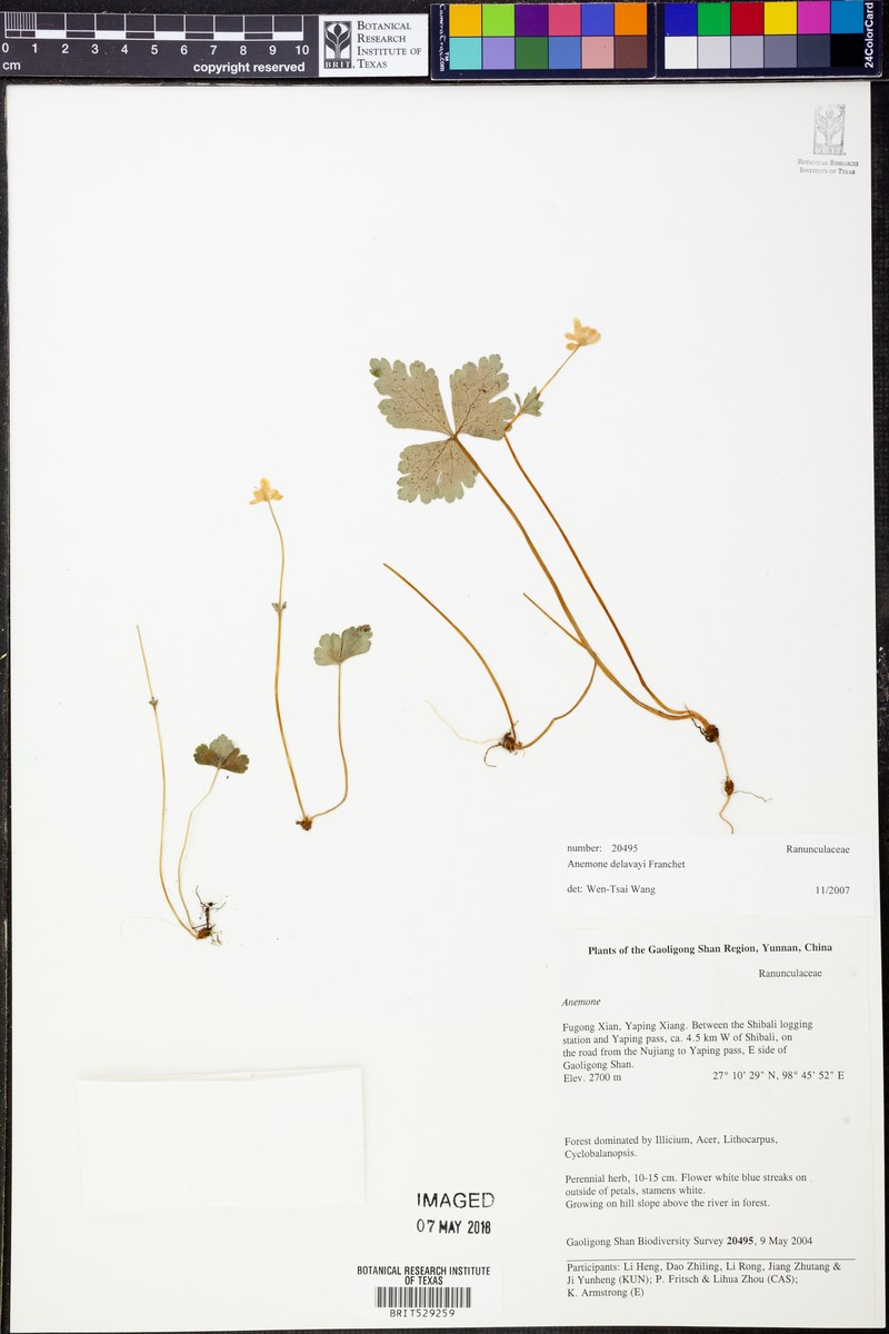 Anemone delavayi