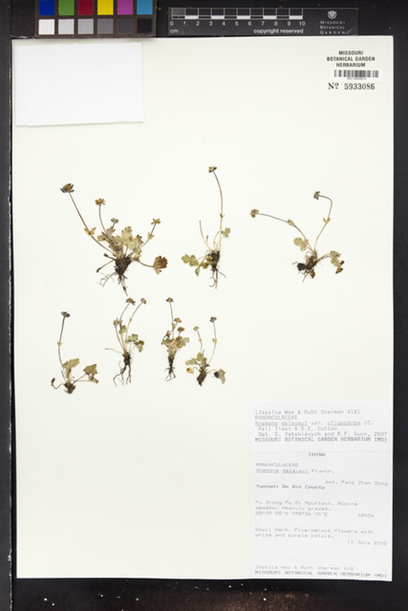 Anemone delavayi photo 2