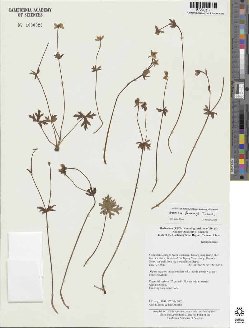 Anemone delavayi