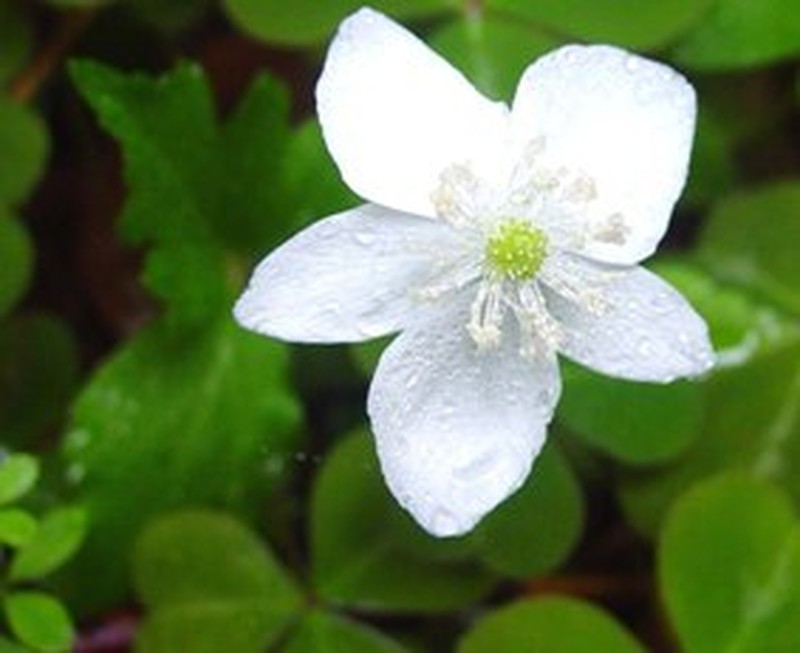 Columbian Windflower