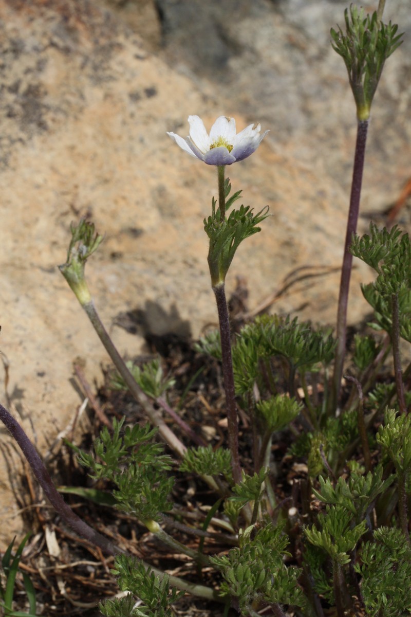 Drummond's Anemone