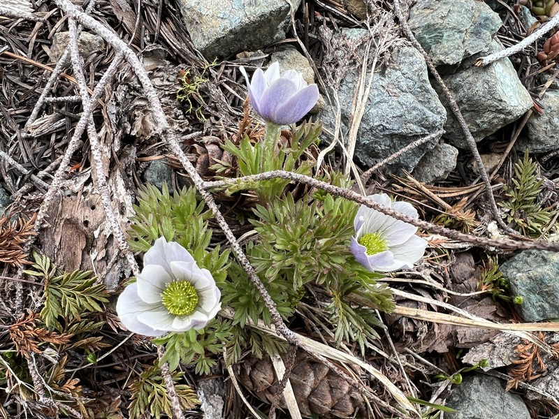 Drummond's Anemone photo 3